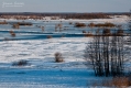 040_Biebrza - marzec 2013